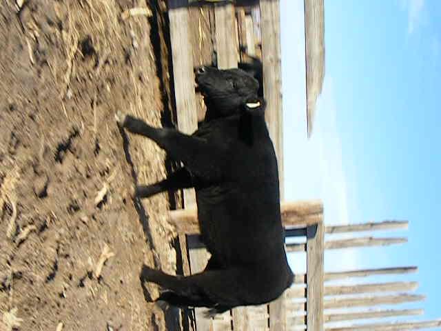 2012 Club Calves 028